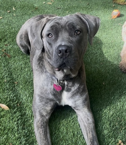 Kanellee, a Labrador Retriever (mix breed), available for adoption