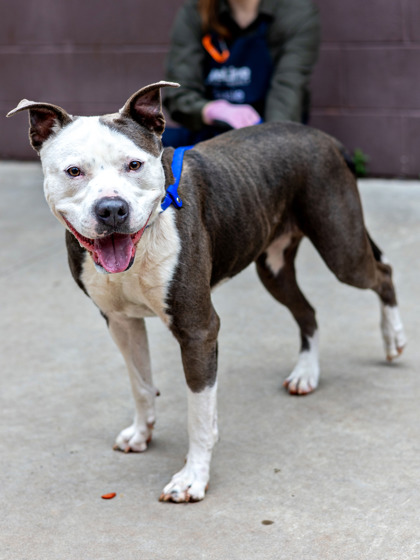 Baroness, a American Staffordshire Terrier (mix breed), available for adoption