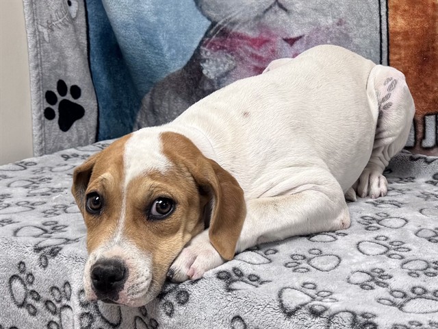 Parsley, a Beagle, available for adoption