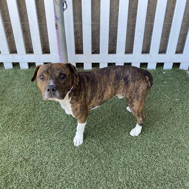 Neptune, a Pit Bull Terrier, available for adoption