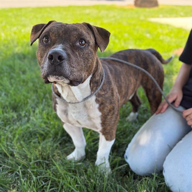 Neptune, a Pit Bull Terrier, available for adoption