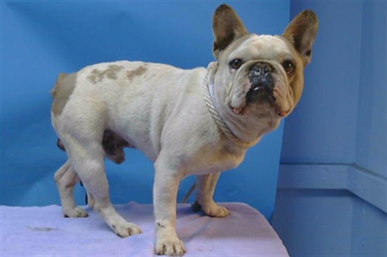 A5792747, a French Bulldog, available for adoption
