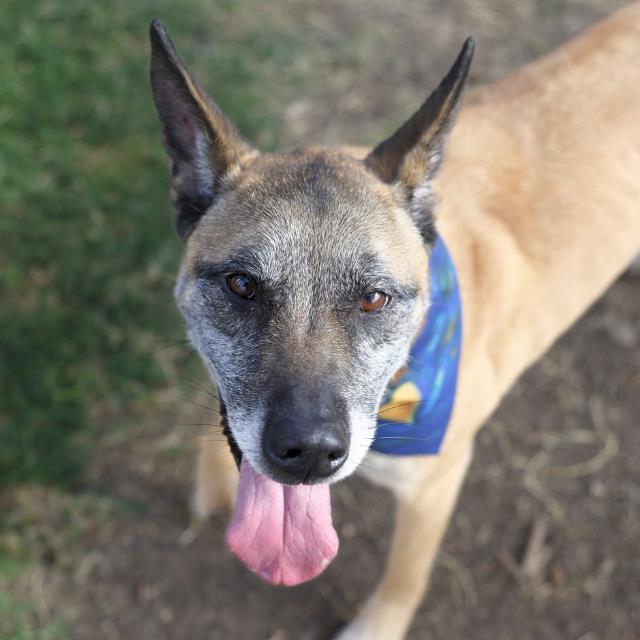 Chase, a Shepherd (mix breed), available for adoption