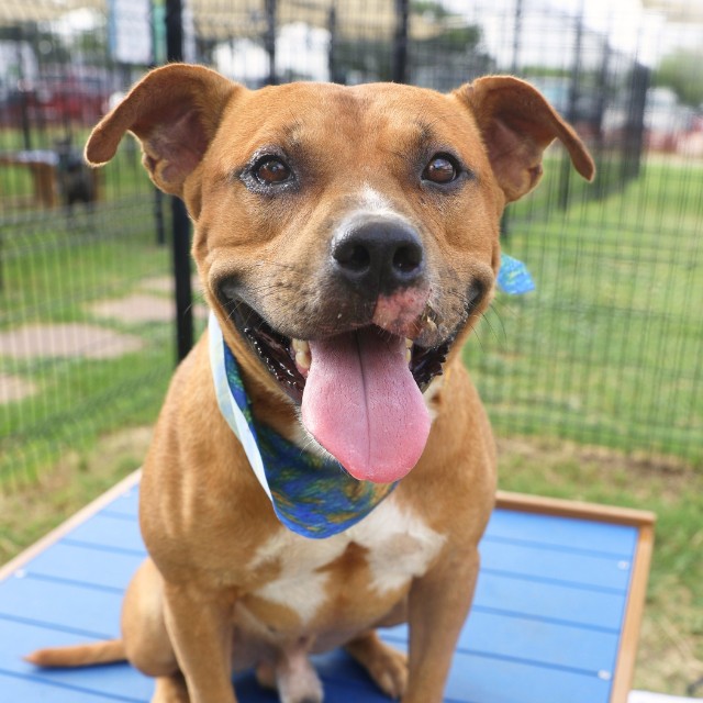 Yuno, a American Staffordshire Terrier (mix breed), available for adoption