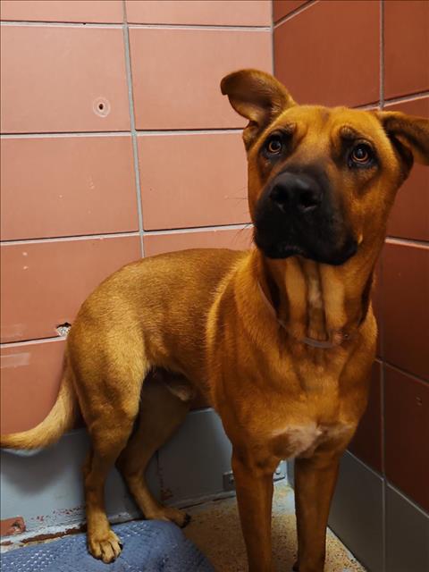 Bronco, a Black Mouth Cur (mix breed), available for adoption