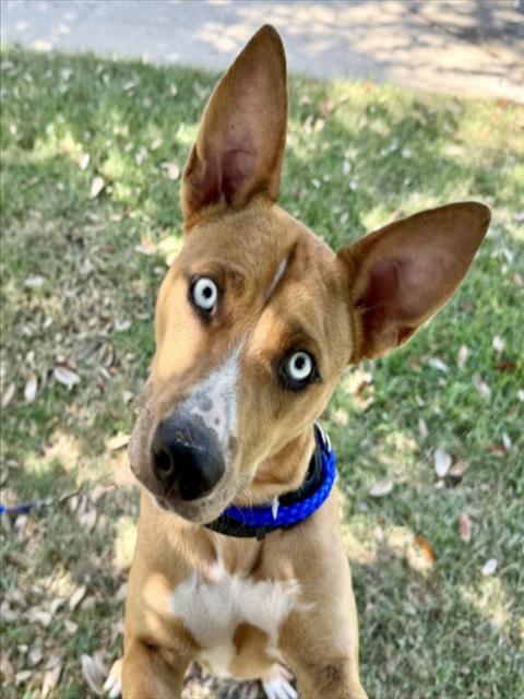 Felicia, a American Staffordshire Terrier (mix breed), available for adoption