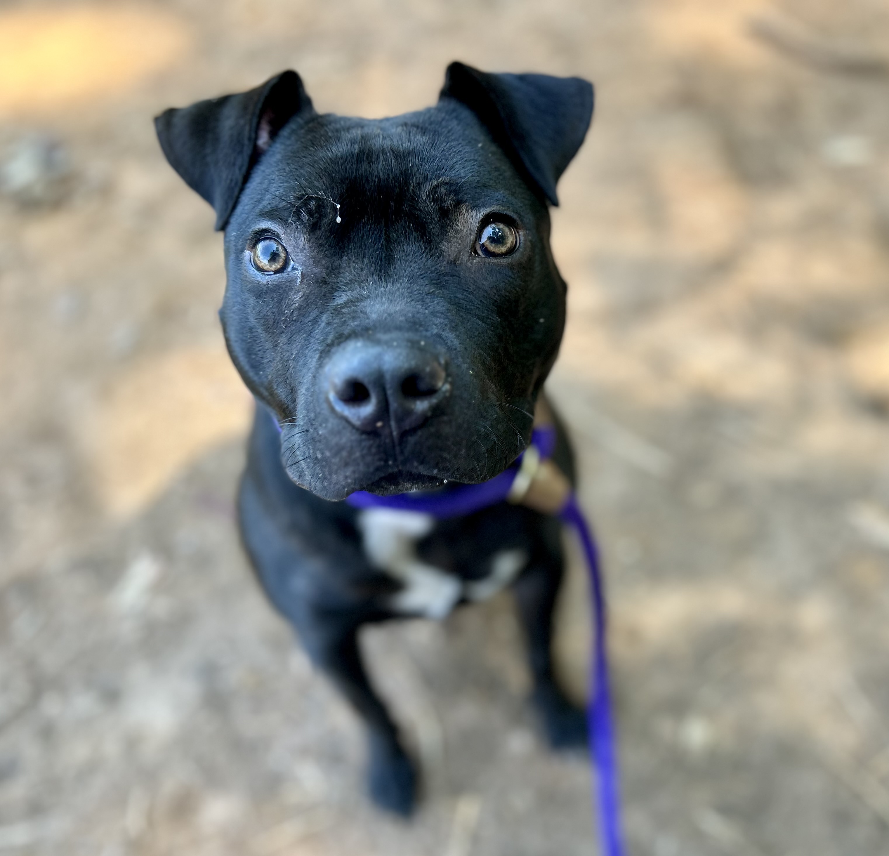 Tara, a Pit Bull Terrier, available for adoption