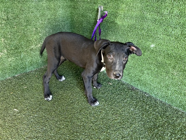 Ube, a Pit Bull Terrier, available for adoption