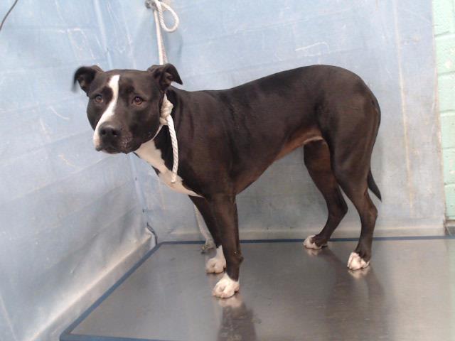 Darla, a Bullmastiff, available for adoption