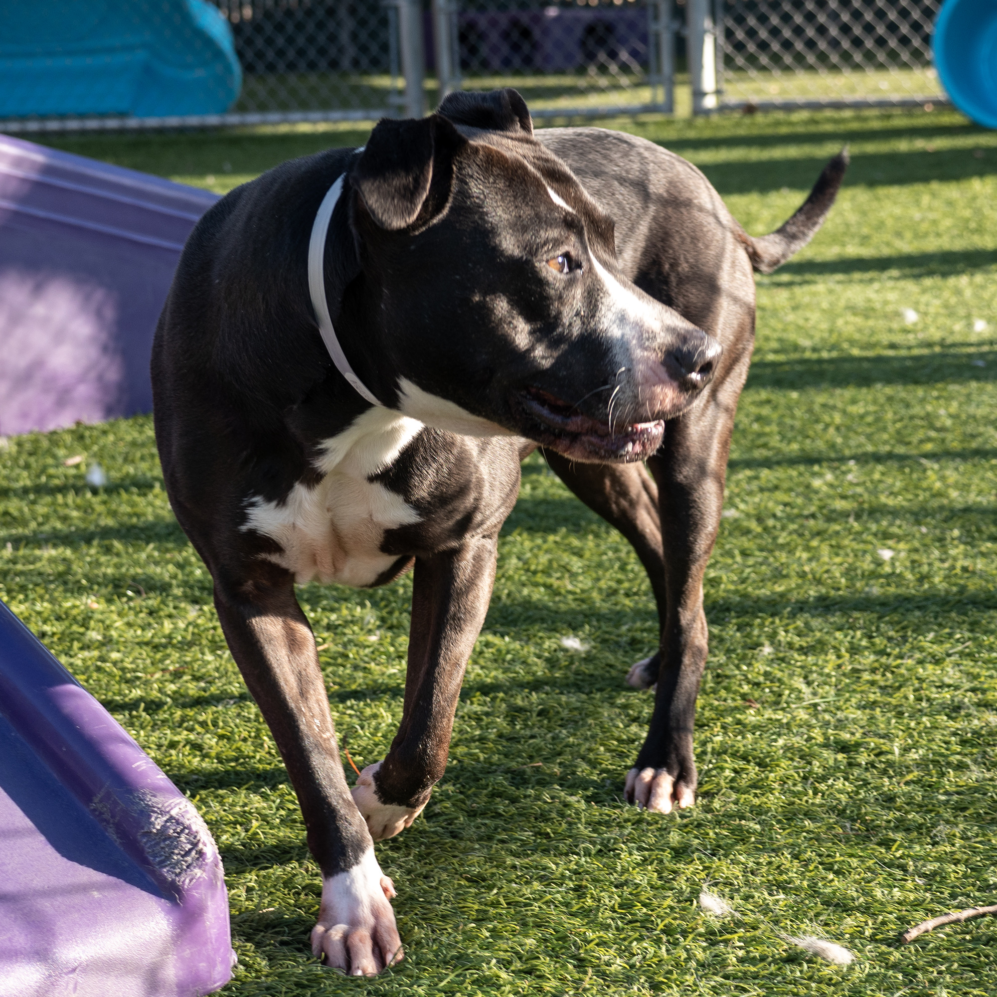 Darla, a Bullmastiff, available for adoption