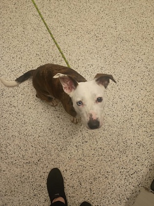 Adoptable pet photo