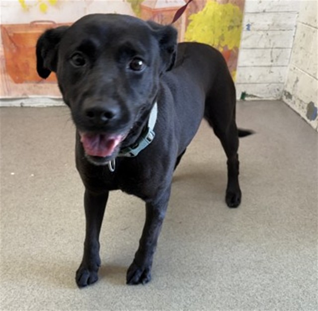 Adoptable pet photo