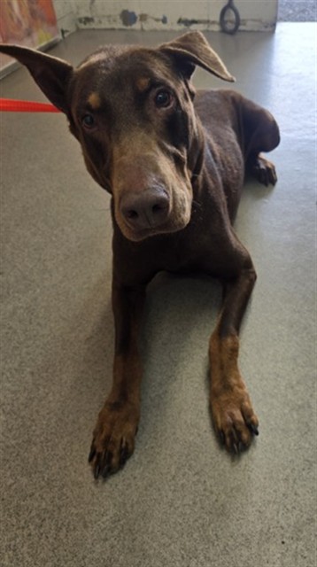 Adoptable pet photo