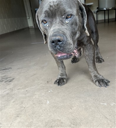 Adoptable pet photo