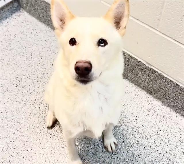 Adoptable pet photo