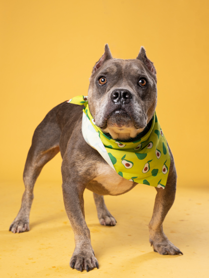Adoptable pet photo