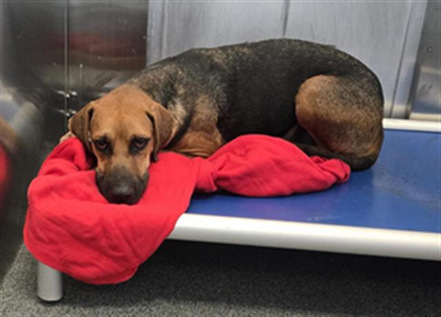 Tish, a Black and Tan Coonhound, available for adoption