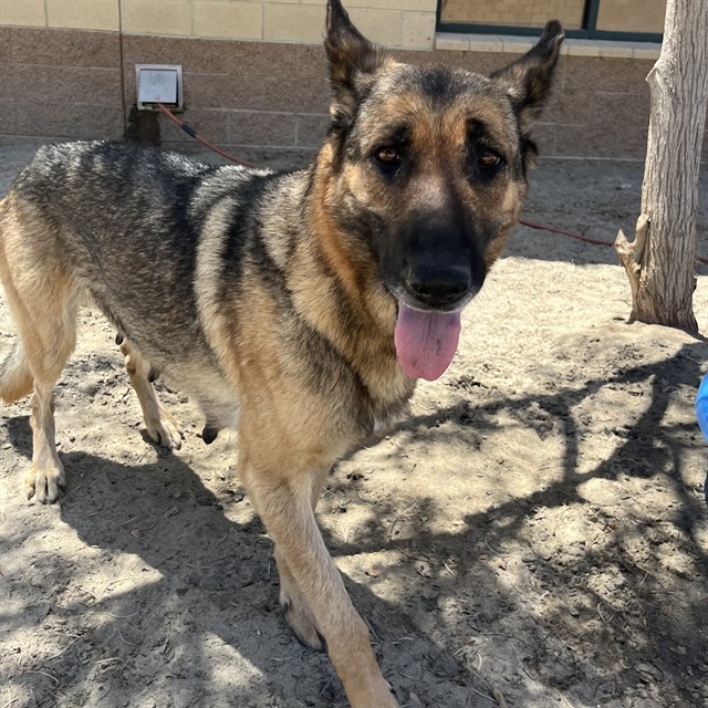 Clover, a German Shepherd, available for adoption