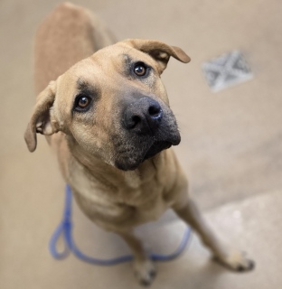 Buddy, a Labrador Retriever (mix breed), available for adoption