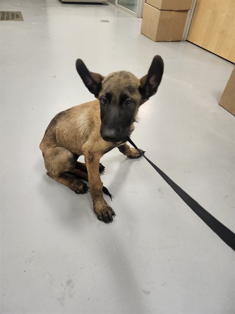 Almond, a Belgian Shepherd Malinois, available for adoption