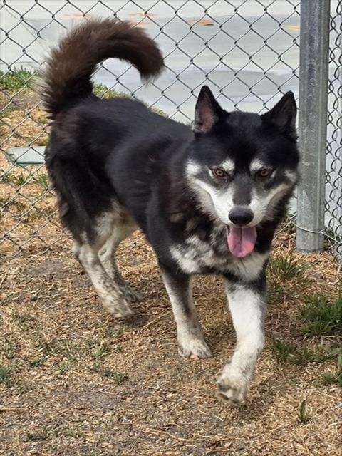 Togo, a Siberian Husky (mix breed), available for adoption