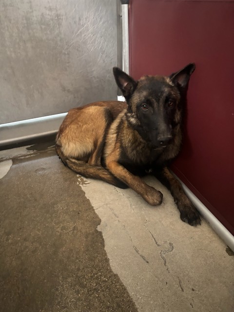 Stryker, a Belgian Shepherd Malinois, available for adoption