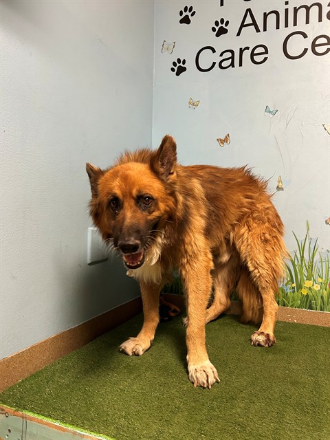Oso, a German Shepherd, available for adoption