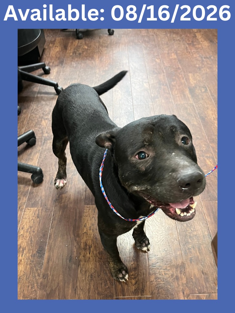 D261002, a Pit Bull Terrier (mix breed), available for adoption