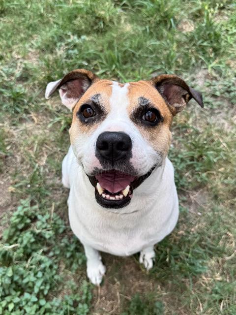 Judy, a Staffordshire Bull Terrier (mix breed), available for adoption