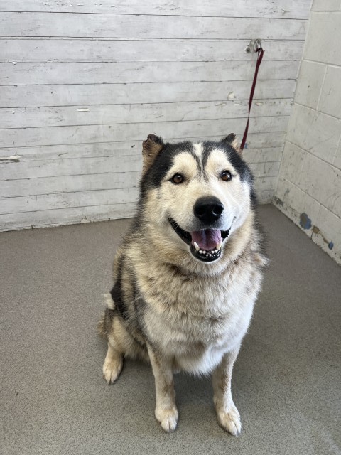 Dakota, a Siberian Husky, available for adoption