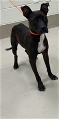 Browniee, a Black and Tan Coonhound (mix breed), available for adoption