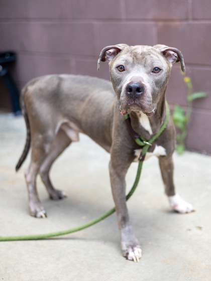 August, a Pit Bull Terrier (mix breed), available for adoption
