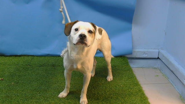 A5799237, a Bullmastiff, available for adoption