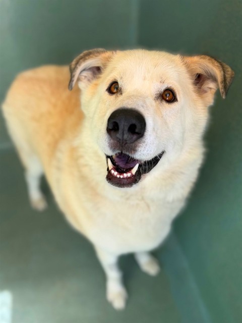 Bruce, a Great Pyrenees, available for adoption
