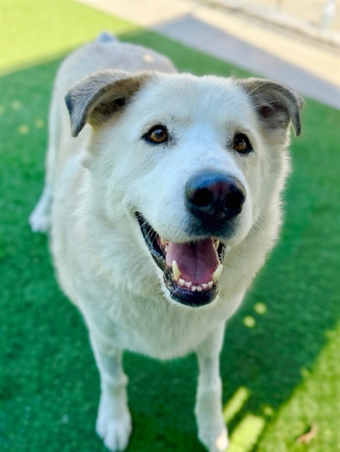 Bruce, a Great Pyrenees, available for adoption