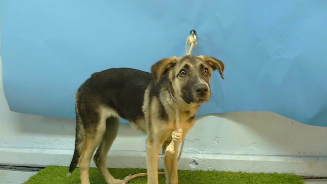 A5800237, a German Shepherd, available for adoption