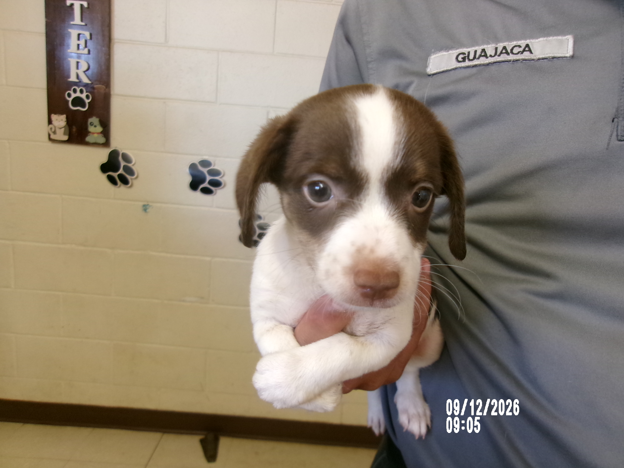 Penny, a Terrier (mix breed), available for adoption