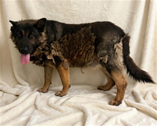 Cesar, a German Shepherd, available for adoption