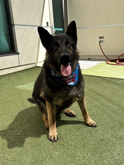 Cesar, a German Shepherd, available for adoption
