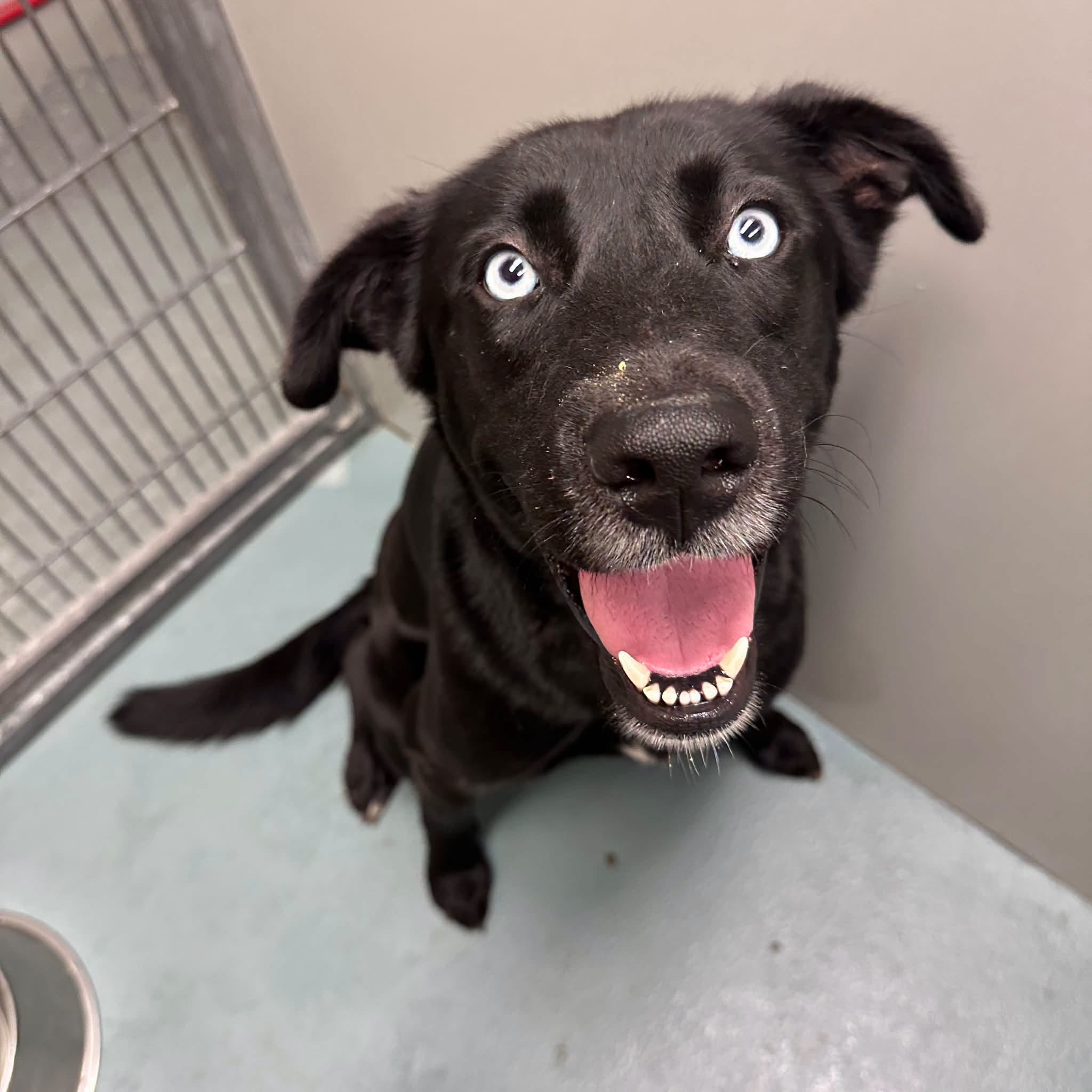 Willow, a Husky (mix breed), available for adoption