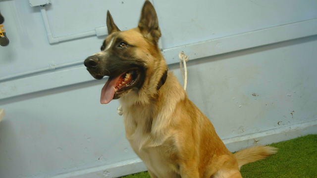 Ozzy, a Saint Bernard St. Bernard, available for adoption