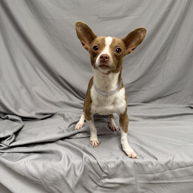 Gloop, a Chihuahua, available for adoption