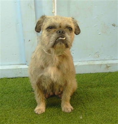 Star, a Brussels Griffon, available for adoption