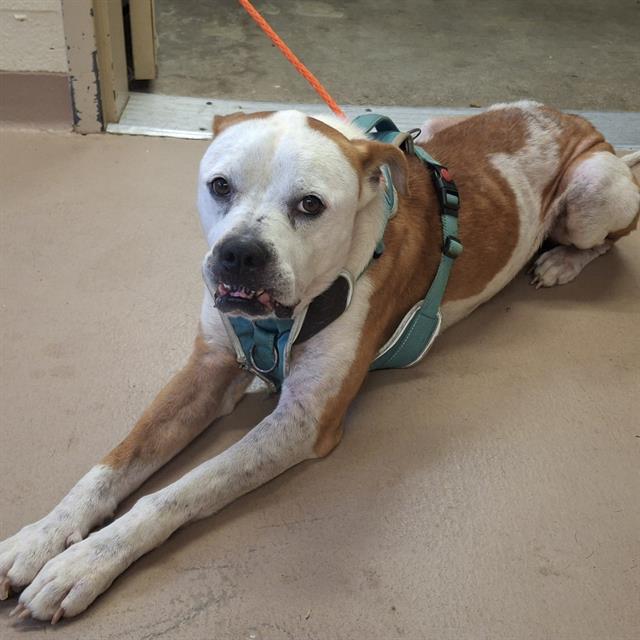 Zuzu, a Pit Bull Terrier (mix breed), available for adoption