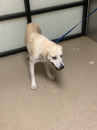 Cowboy Carter, a Labrador Retriever, available for adoption