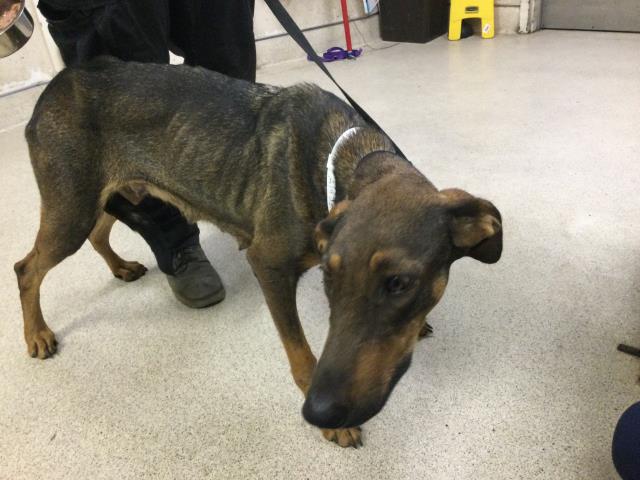 Flower And Puppies, a Doberman Pinscher (mix breed), available for adoption