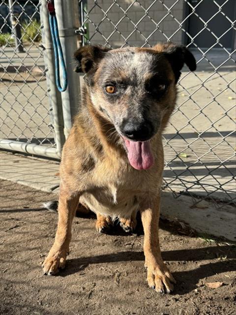 Walnut, a Australian Cattle Dog/Blue Heeler, available for adoption