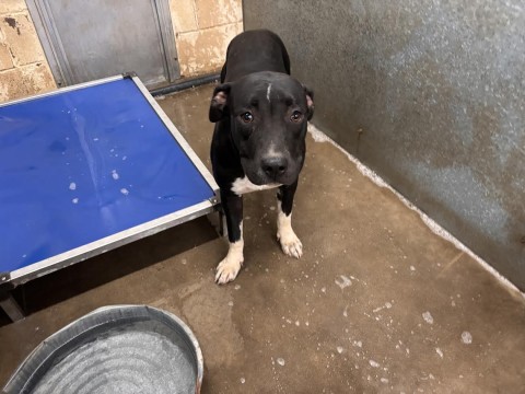 Salsa, a American Staffordshire Terrier (mix breed), available for adoption