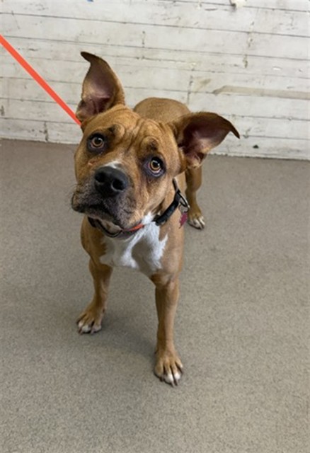 Ruby, a Pit Bull Terrier (mix breed), available for adoption