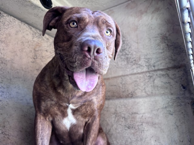 A481495, a Mastiff (mix breed), available for adoption